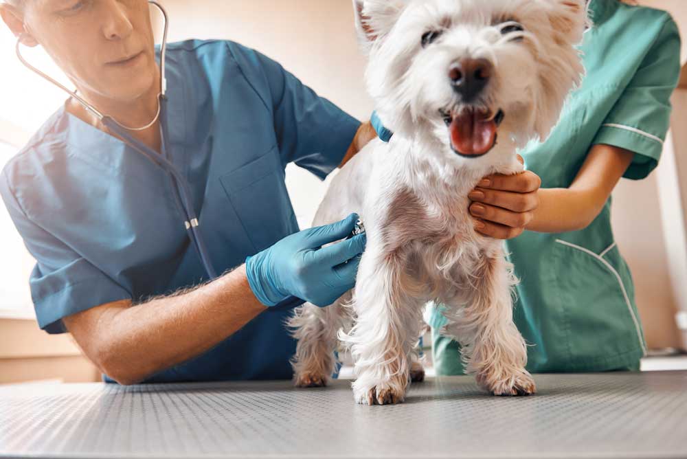 veterinarian for dogs, Arundel ME